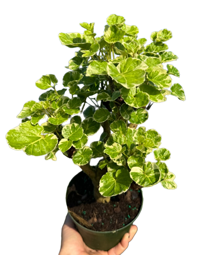 Balfour Stump Variegated 